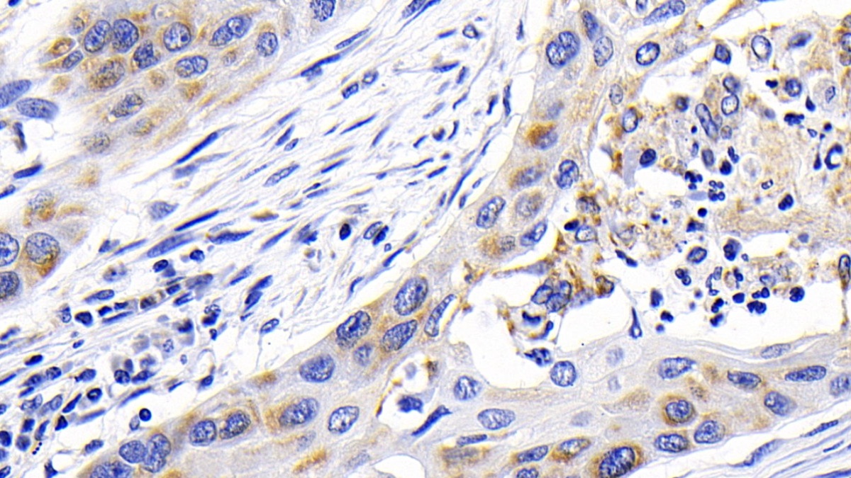 Monoclonal Antibody to Caspase 9 (CASP9)