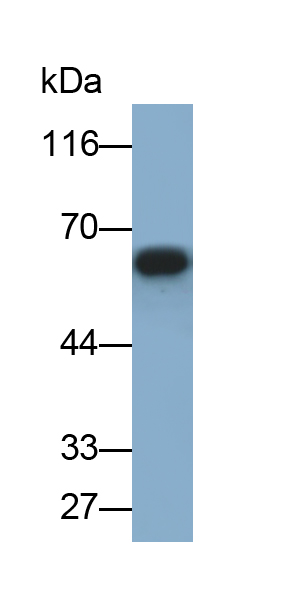 Monoclonal Antibody to Protein Kinase, AMP Activated Alpha 1 (AMPK Alpha 1)