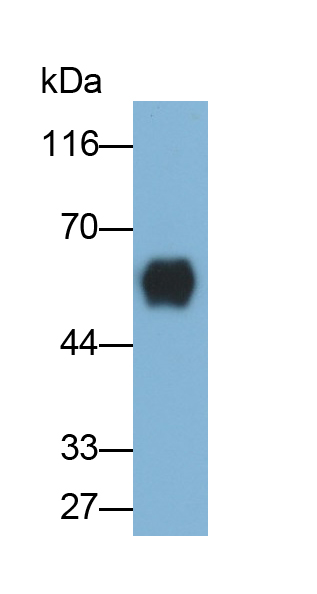 Monoclonal Antibody to Cluster Of Differentiation 14 (CD14)