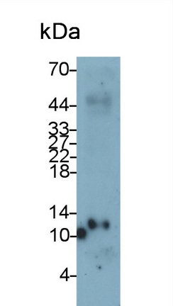 Monoclonal Antibody to Thioredoxin (Trx)