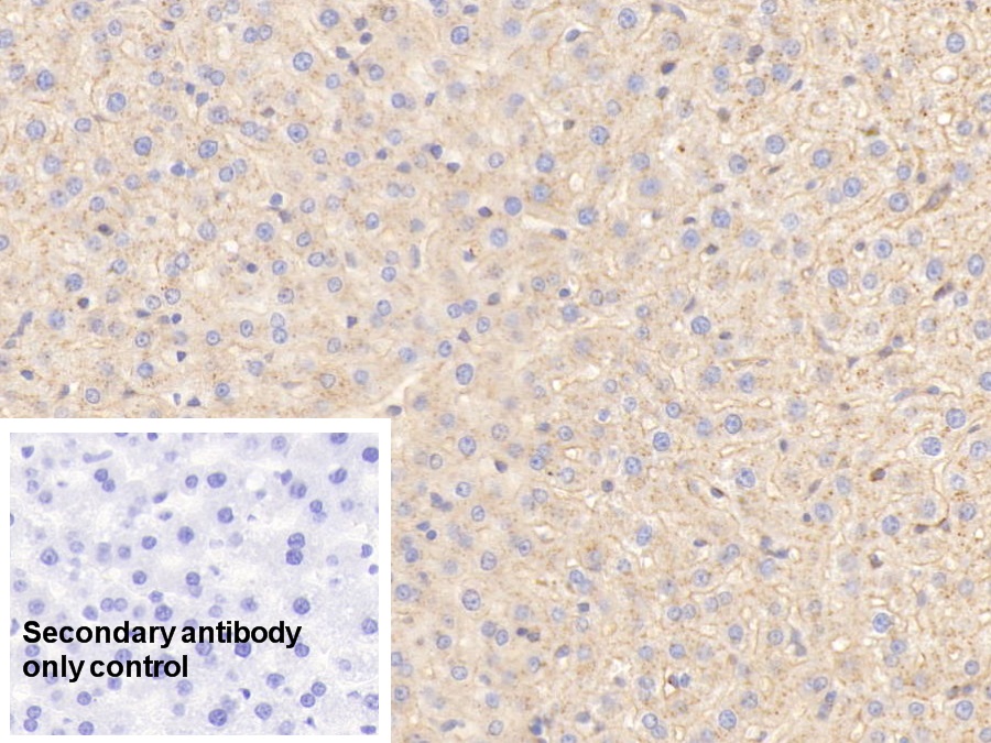 Monoclonal Antibody to Apolipoprotein E (APOE)