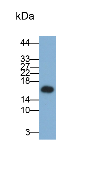 Monoclonal Antibody to Prealbumin (PALB)