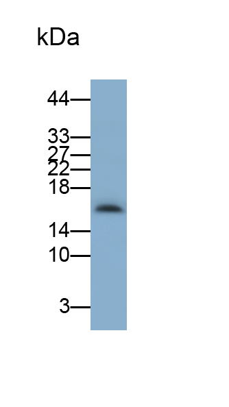 Monoclonal Antibody to Cyclin Dependent Kinase Inhibitor 2A (CDKN2A)