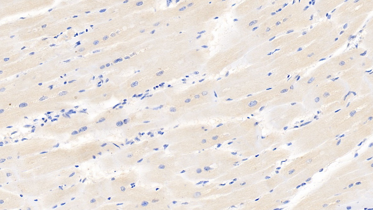 Monoclonal Antibody to Hypoxia Inducible Factor 1 Alpha (HIF1a)