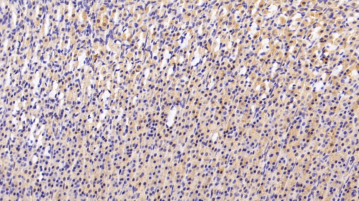 Monoclonal Antibody to Cholecystokinin (CCK)