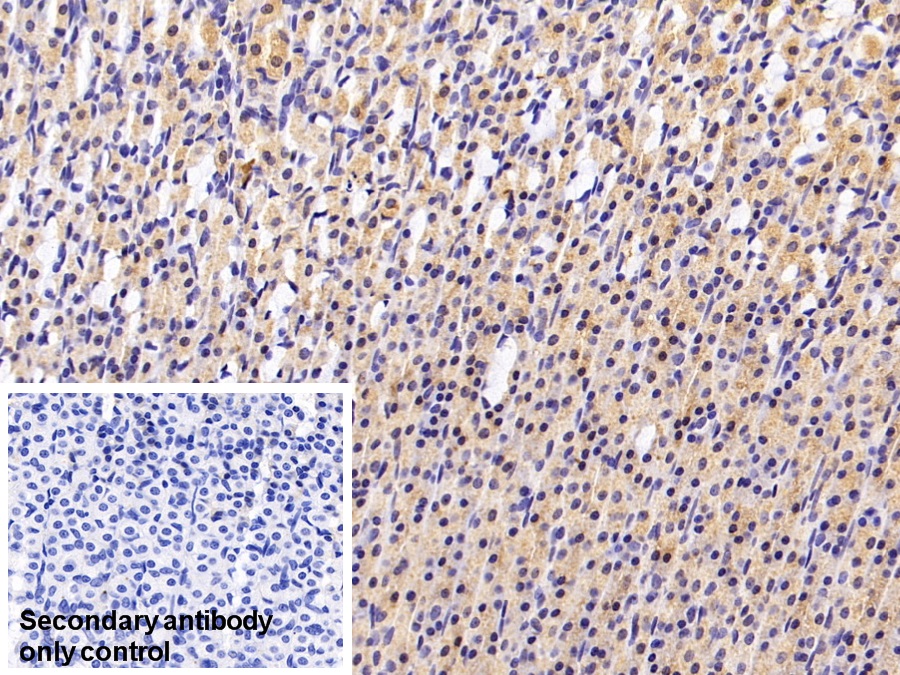 Monoclonal Antibody to Cholecystokinin (CCK)