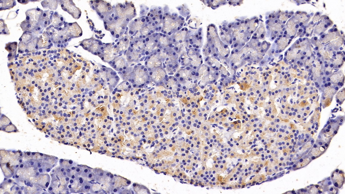 Monoclonal Antibody to Cholecystokinin (CCK)