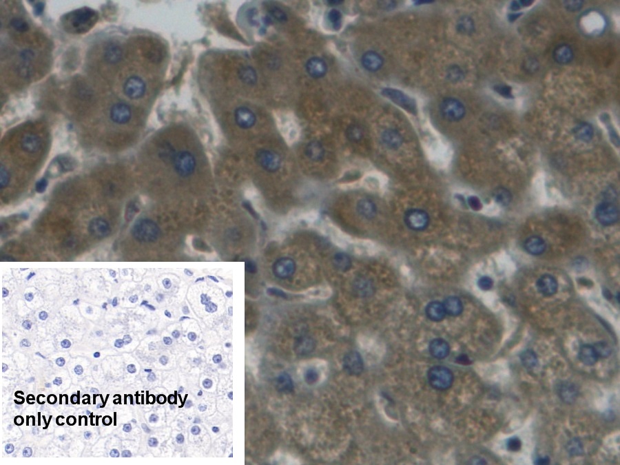 Monoclonal Antibody to Haptoglobin (Hpt)