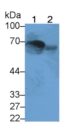 Monoclonal Antibody to Mannose Associated Serine Protease 2 (MASP2)