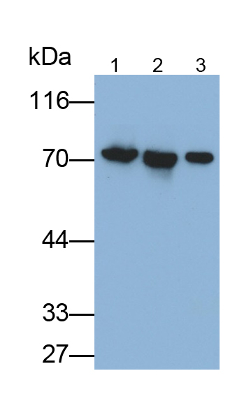 Monoclonal Antibody to Heat Shock Protein 70 (HSP70)