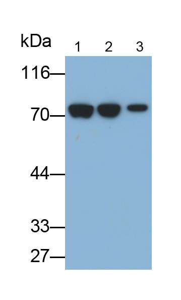 Monoclonal Antibody to Heat Shock Protein 70 (HSP70)