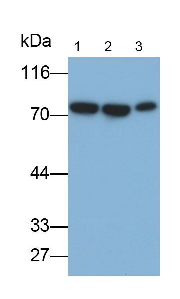 Monoclonal Antibody to Heat Shock Protein 70 (HSP70)