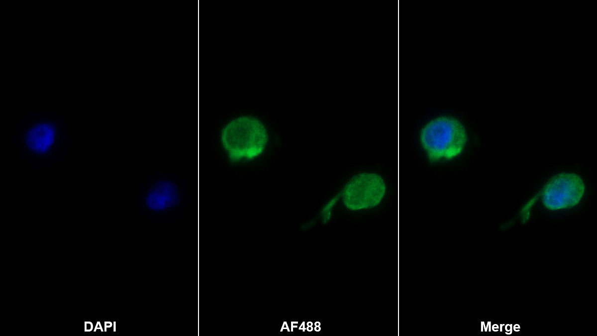 Monoclonal Antibody to Cluster Of Differentiation 58 (CD58)