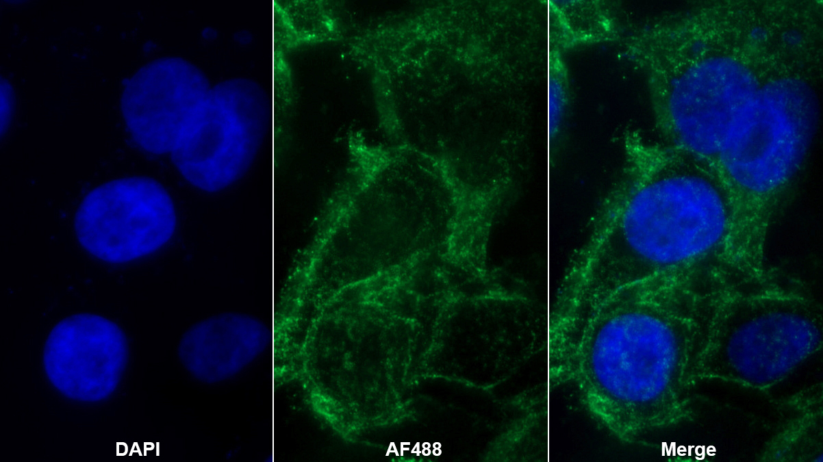 Monoclonal Antibody to Cluster Of Differentiation 58 (CD58)
