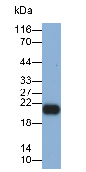 Monoclonal Antibody to Retinol Binding Protein 4 (RBP4)