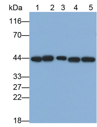 Monoclonal Antibody to Extracellular Signal Regulated Kinase 2 (ERK2)