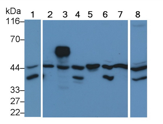 Monoclonal Antibody to Extracellular Signal Regulated Kinase 2 (ERK2)