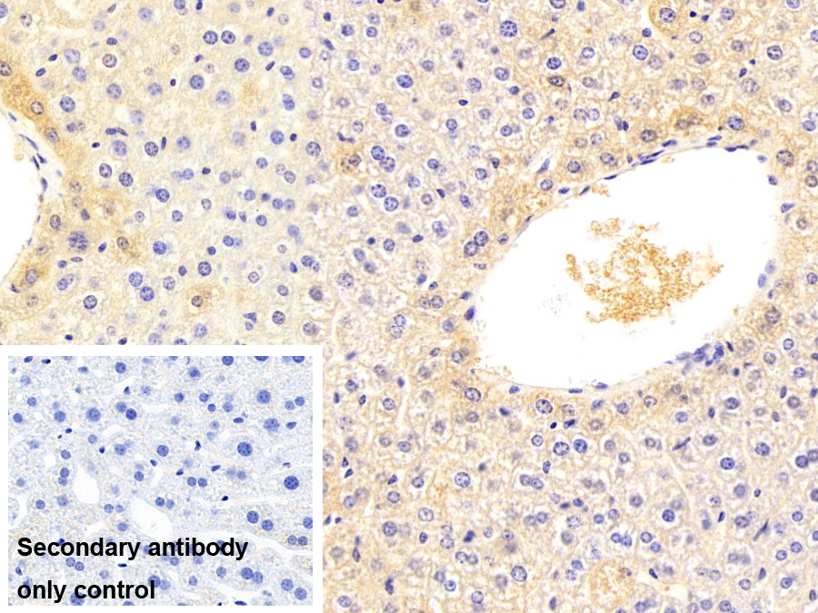 Monoclonal Antibody to Phosphoenolpyruvate Carboxykinase 1, Soluble (PCK1)