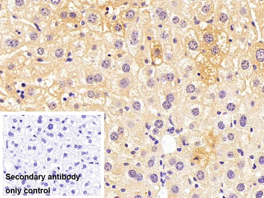 Monoclonal Antibody to Phosphoenolpyruvate Carboxykinase 1, Soluble (PCK1)