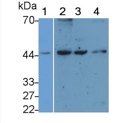 Monoclonal Antibody to Podocin (PDCN)