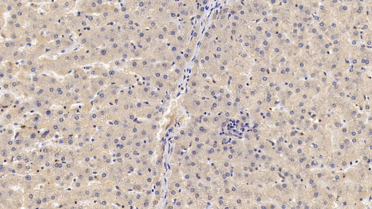 Monoclonal Antibody to Glypican 3 (GPC3)