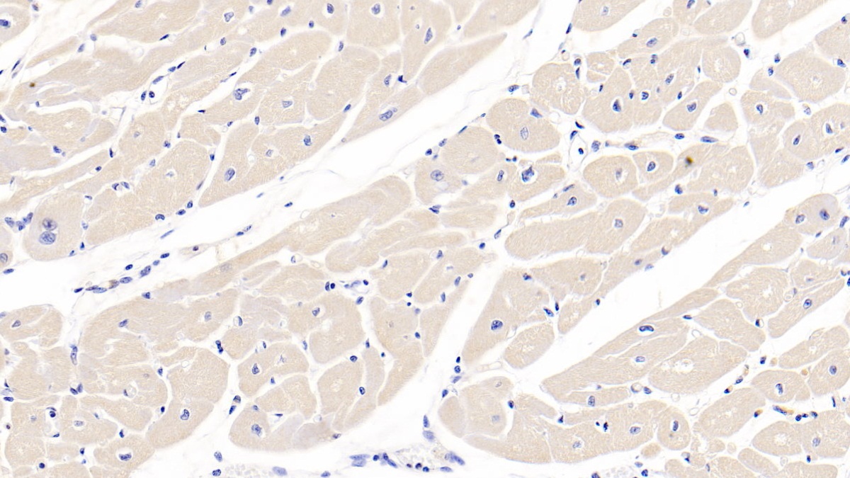 Monoclonal Antibody to Glypican 3 (GPC3)