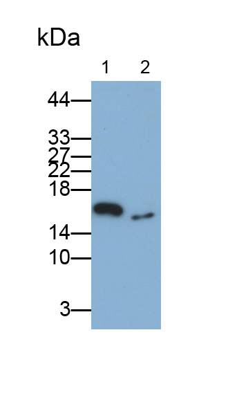 Monoclonal Antibody to Cyclophilin A (CYPA)
