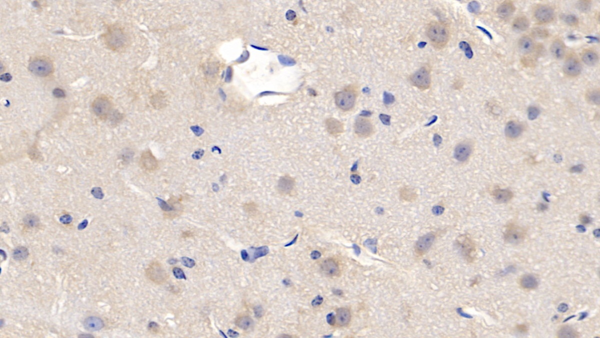 Monoclonal Antibody to Cyclophilin A (CYPA)