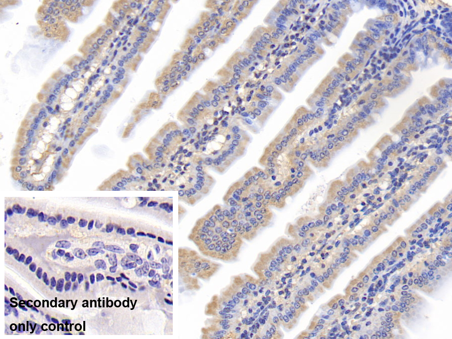 Monoclonal Antibody to Cyclophilin A (CYPA)