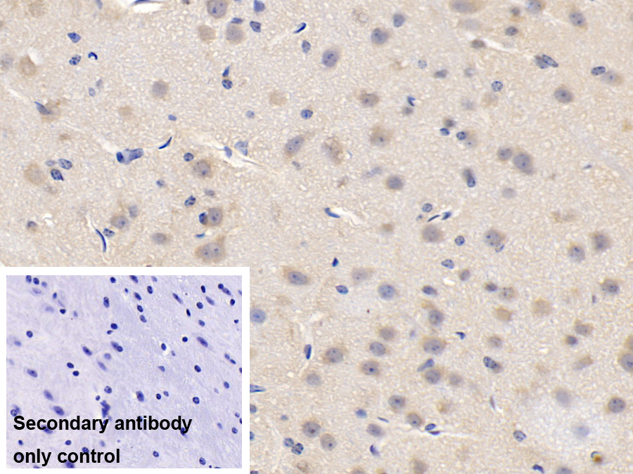 Monoclonal Antibody to Cyclophilin A (CYPA)