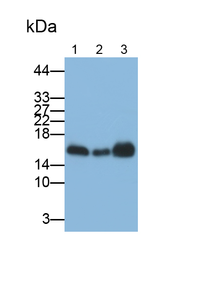 Monoclonal Antibody to Cyclophilin A (CYPA)