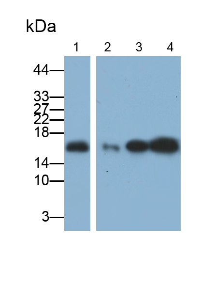 Monoclonal Antibody to Cyclophilin A (CYPA)