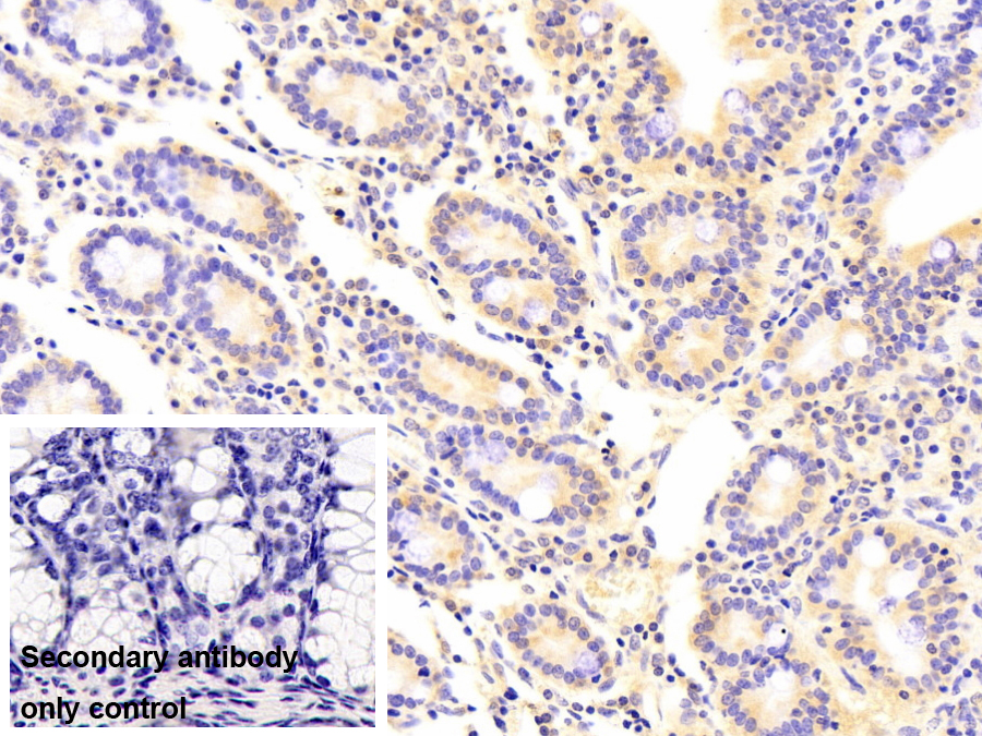 Monoclonal Antibody to Cyclophilin A (CYPA)