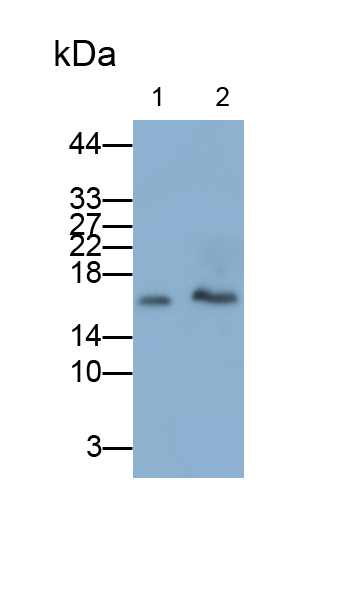Monoclonal Antibody to Cyclophilin A (CYPA)