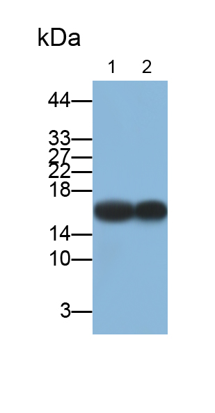 Monoclonal Antibody to Cyclophilin A (CYPA)