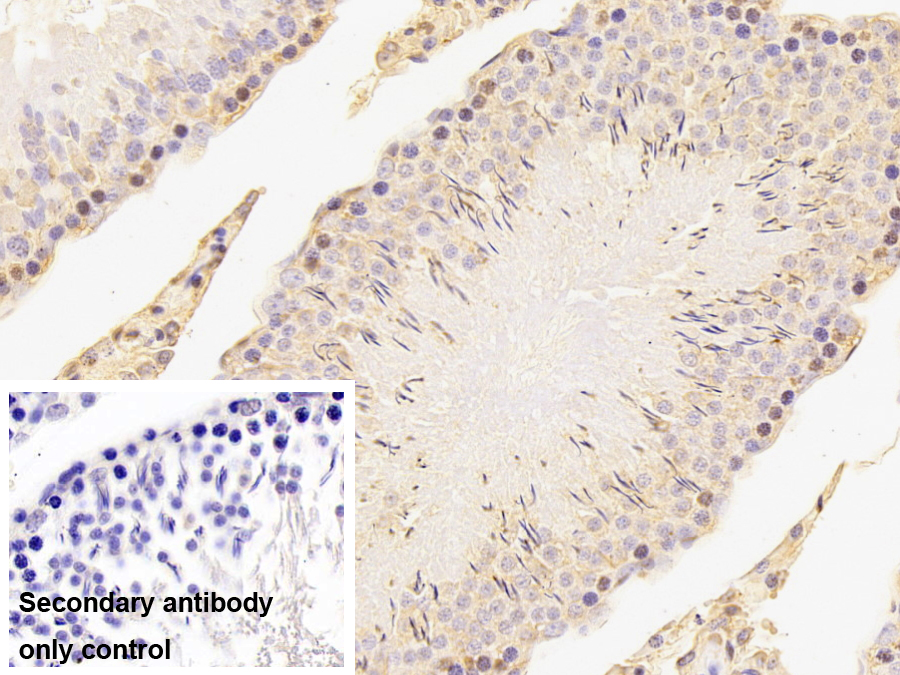 Monoclonal Antibody to Cyclophilin A (CYPA)
