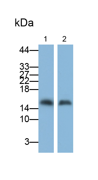 Monoclonal Antibody to Alpha-Lactalbumin (aLA)