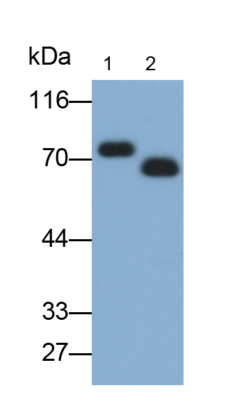 Monoclonal Antibody to Albumin (ALB)