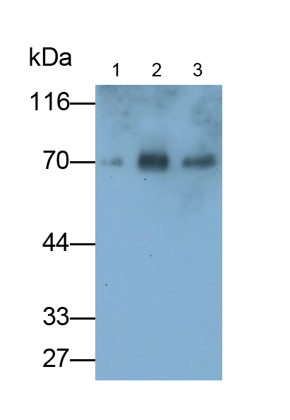 Monoclonal Antibody to Albumin (ALB)