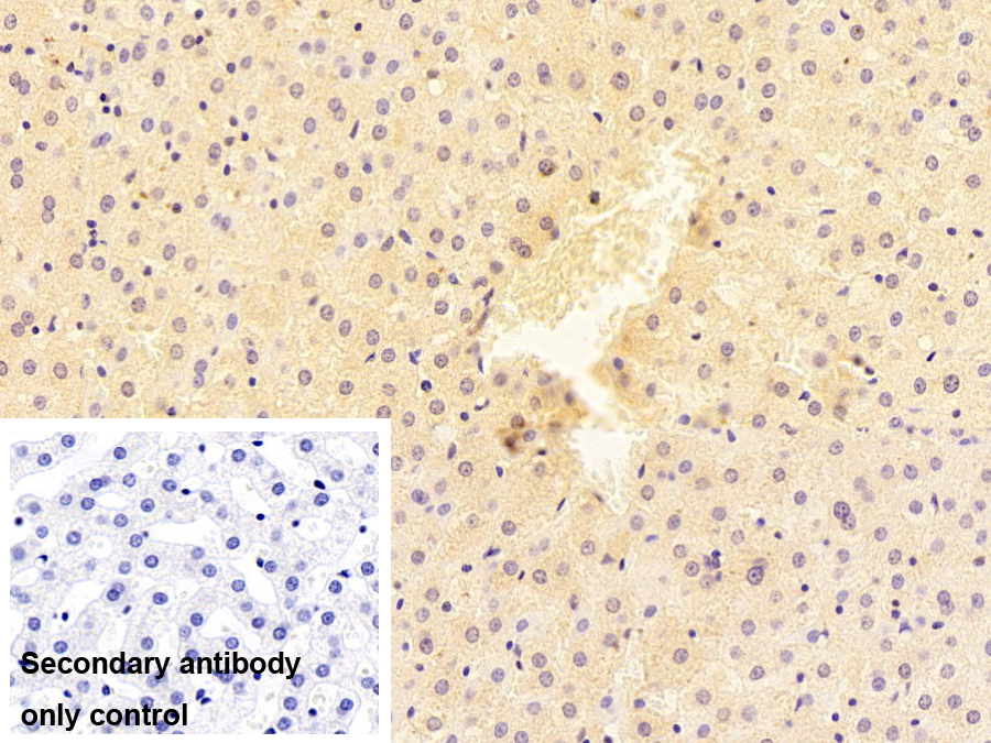 Monoclonal Antibody to Albumin (ALB)