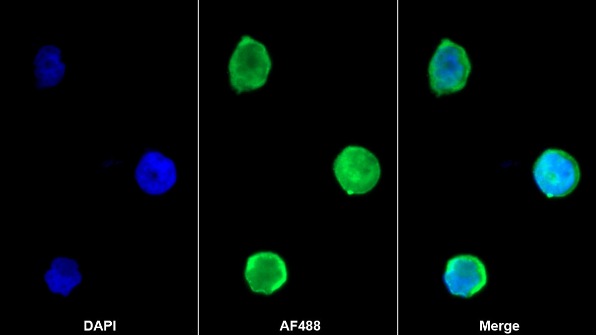 Monoclonal Antibody to Integrin Alpha 2B (ITGa2B)