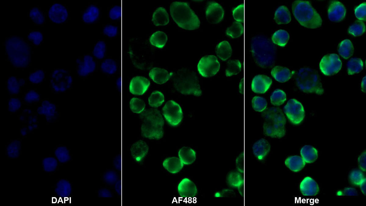 Monoclonal Antibody to Protein Tyrosine Phosphatase Receptor Type C (CD45)