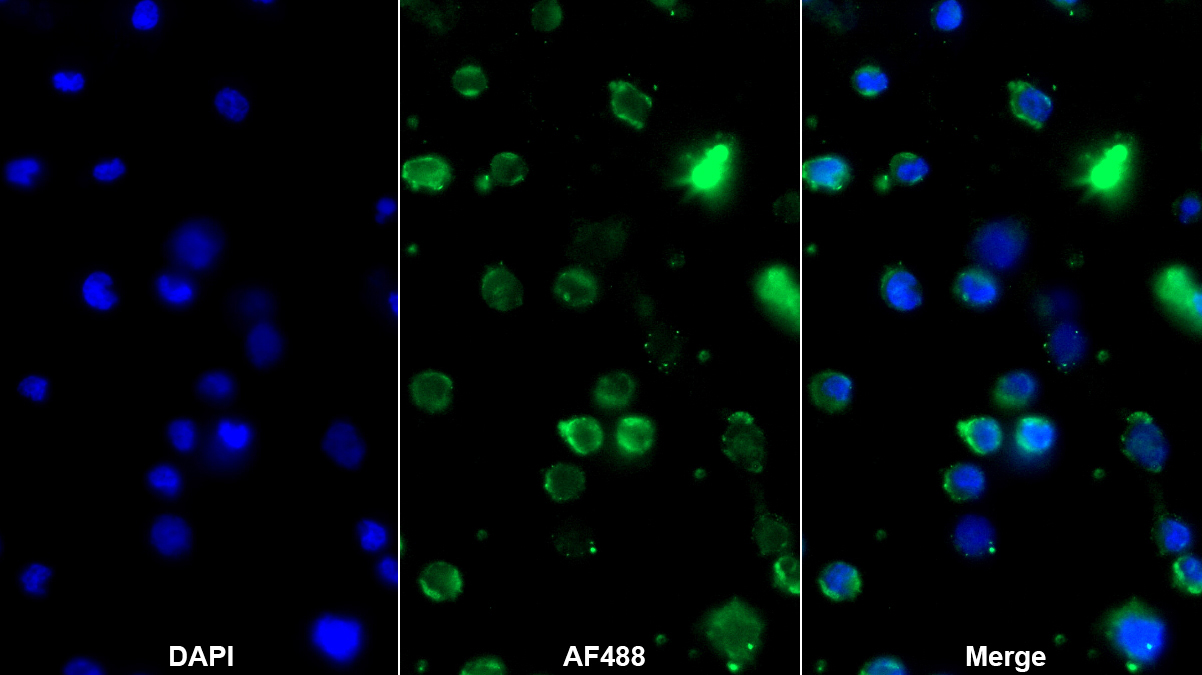 Monoclonal Antibody to Tumor Necrosis Factor Receptor Superfamily, Member 7 (TNFRSF7)