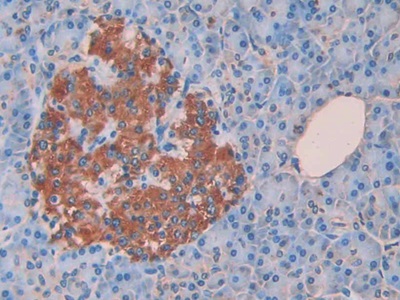 Monoclonal Antibody to Cholecystokinin 8 (CCK8)