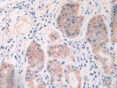 Monoclonal Antibody to Cholecystokinin 8 (CCK8)