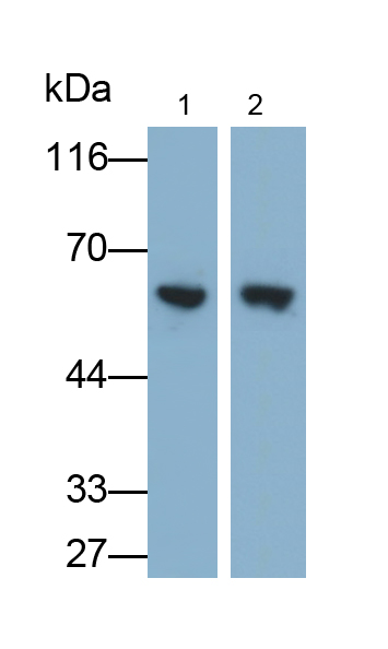 Monoclonal Antibody to Cluster Of Differentiation 15 (CD15)