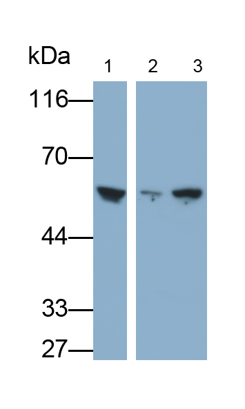 Monoclonal Antibody to Cluster Of Differentiation 15 (CD15)