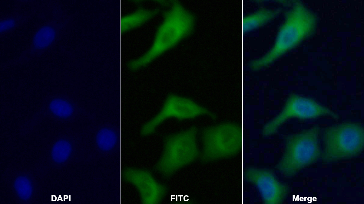 Monoclonal Antibody to Heat Shock 70kDa Protein 1 Like Protein (HSPA1L)
