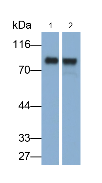 Monoclonal Antibody to Polymeric Immunoglobulin Receptor (PIGR)