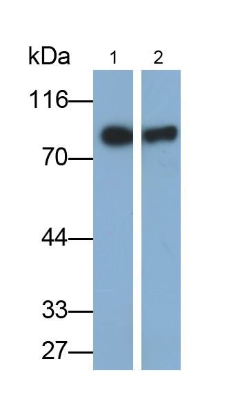 Monoclonal Antibody to Polymeric Immunoglobulin Receptor (PIGR)